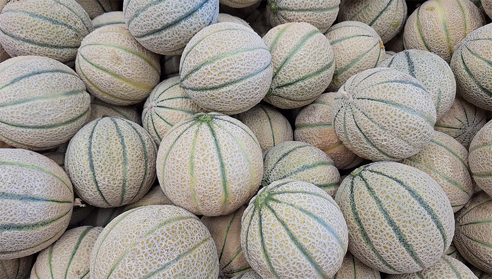 Melone retato Origine Veneto prezzo 1,40-1,50 euro al chilo